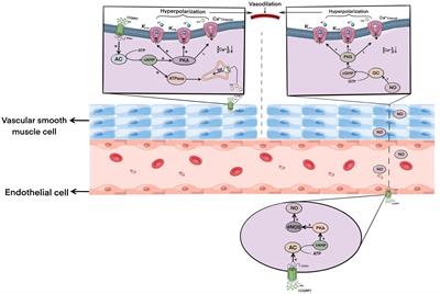 Calcitonin gene-related peptide: a potential protective agent in cerebral ischemia–reperfusion injury